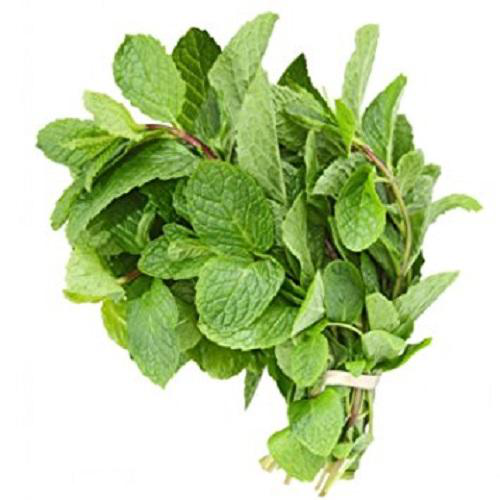 Fresh Mint Bunch (1pc)