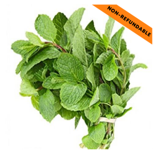 Fresh Mint Bunch (1pc)