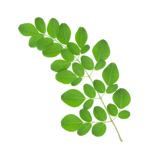 Fresh Drumstick Leaves / Moringa Leaves Bunch (1pc)